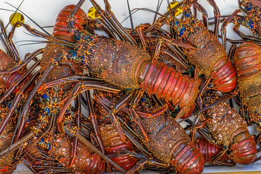 lobster
