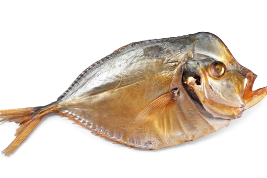 moonfish2