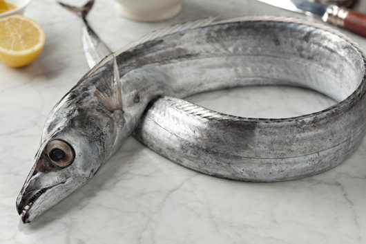 ribbonfish