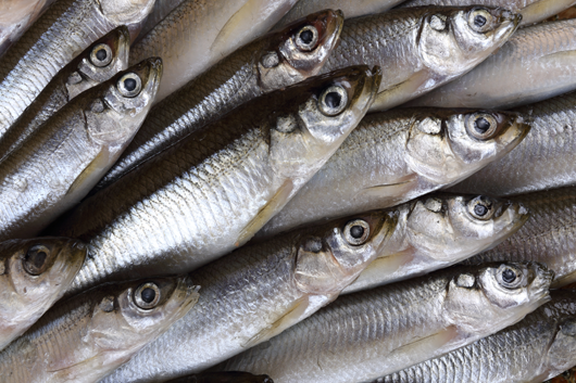 smelt